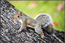 %_tempFileNameA%20squirrel%20on%20Uconn%20campus%